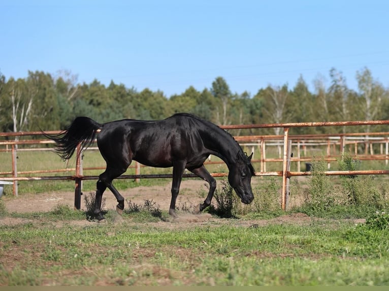 Purosangue arabo Stallone 4 Anni 150 cm Morello in Je&#x17C;&#xF3;w
