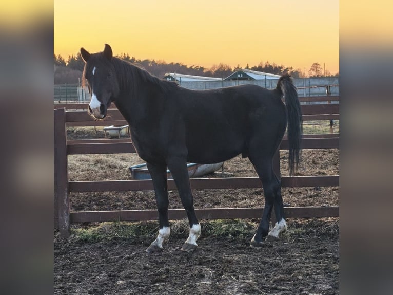 Purosangue arabo Stallone 4 Anni 150 cm Morello in LUBISZYN