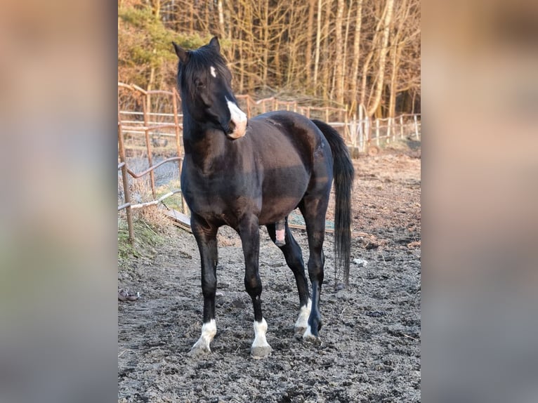 Purosangue arabo Stallone 4 Anni 150 cm Morello in LUBISZYN