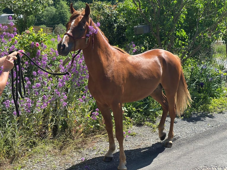 Purosangue arabo Stallone 4 Anni 150 cm Sauro in Riegersburg