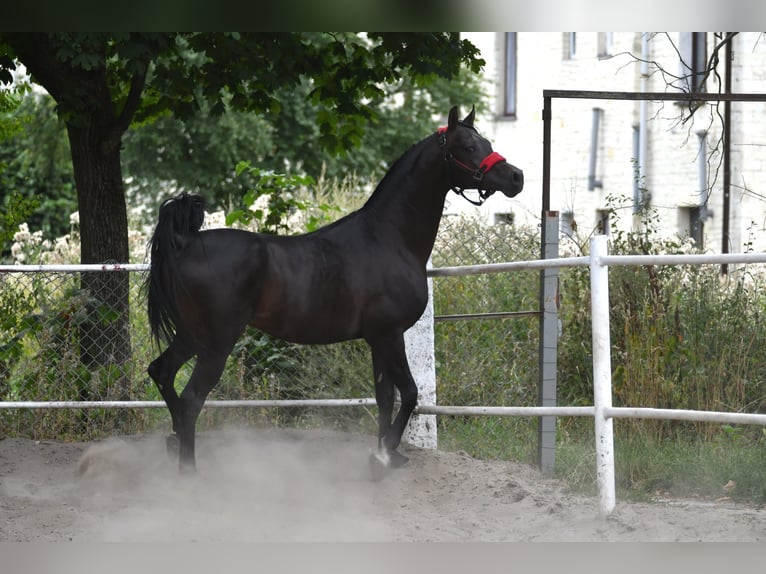 Purosangue arabo Stallone 4 Anni 152 cm Baio scuro in Krasnystaw