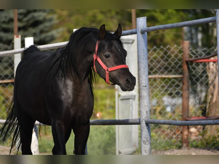 Purosangue arabo Stallone 4 Anni 152 cm Baio scuro in Krasnystaw