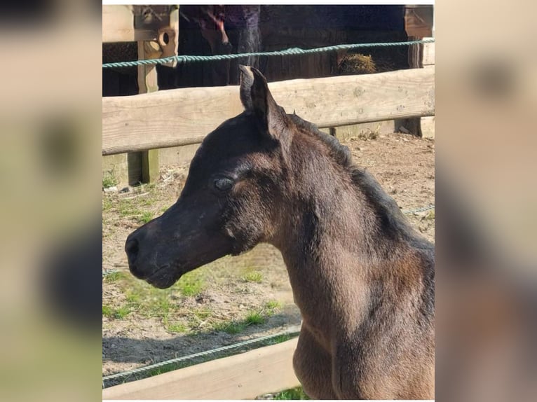 Purosangue arabo Stallone 4 Anni 155 cm Grigio in 's-Hertogenbosch