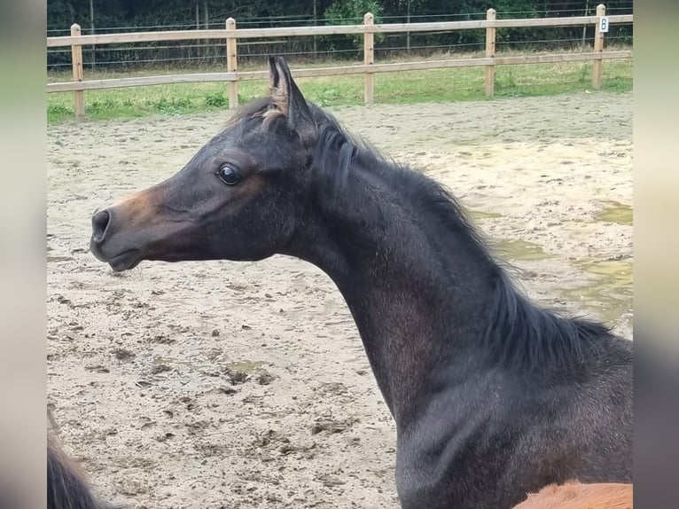 Purosangue arabo Stallone 4 Anni 155 cm Grigio in 's-Hertogenbosch