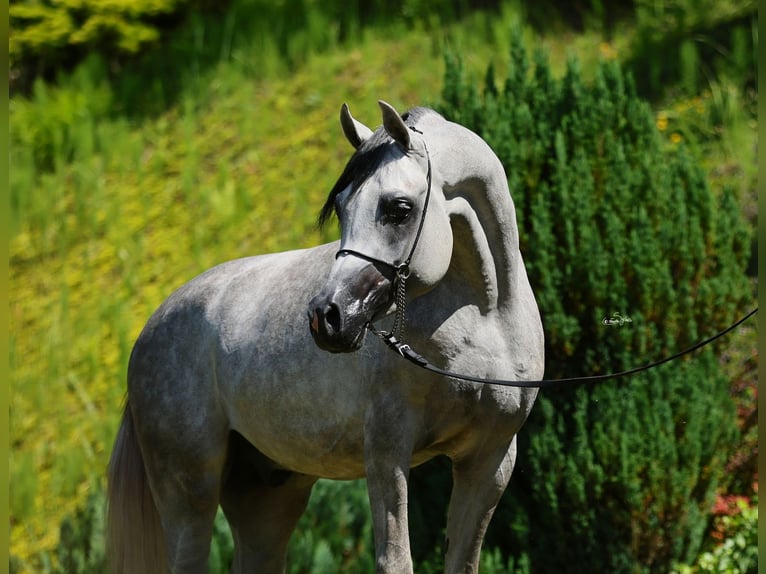 Purosangue arabo Stallone 4 Anni 156 cm Grigio in Wielog&#xF3;ra
