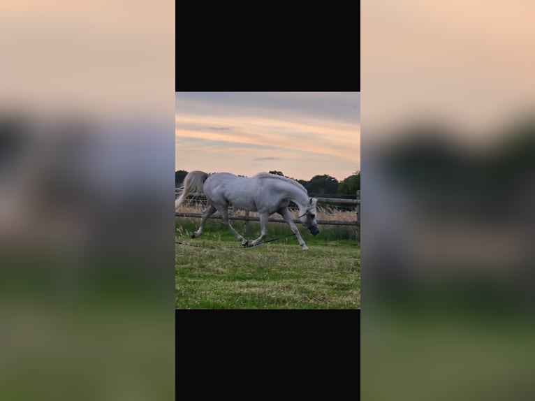Purosangue arabo Stallone 5 Anni 150 cm Grigio in Mönchengladbach