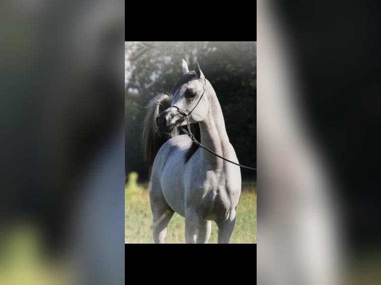 Purosangue arabo Stallone 5 Anni 150 cm Grigio in Mönchengladbach