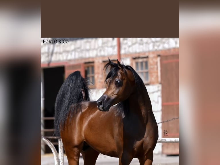 Purosangue arabo Stallone 5 Anni 152 cm Baio in Kołbiel