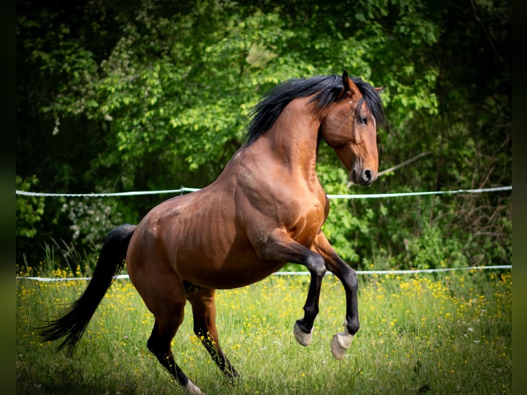 Purosangue arabo Stallone 5 Anni 156 cm Baio in Zweibrücken