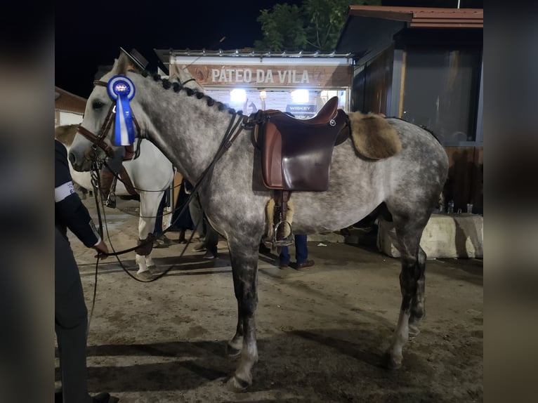 Purosangue arabo Stallone 5 Anni 162 cm Bianco in Lisboa / Mafra