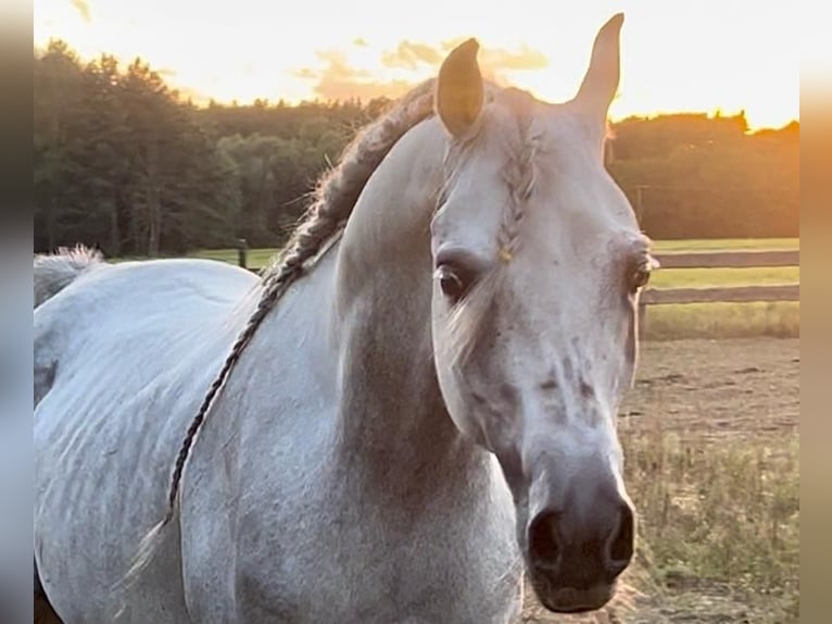 Purosangue arabo Stallone 5 Anni in Bukowiec