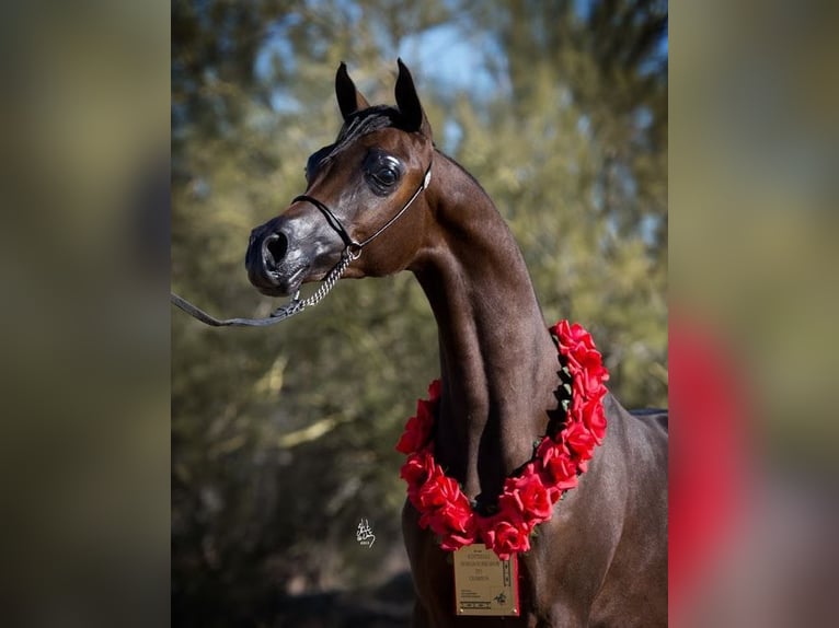 Purosangue arabo Stallone 6 Anni 152 cm Baio in Raleigh