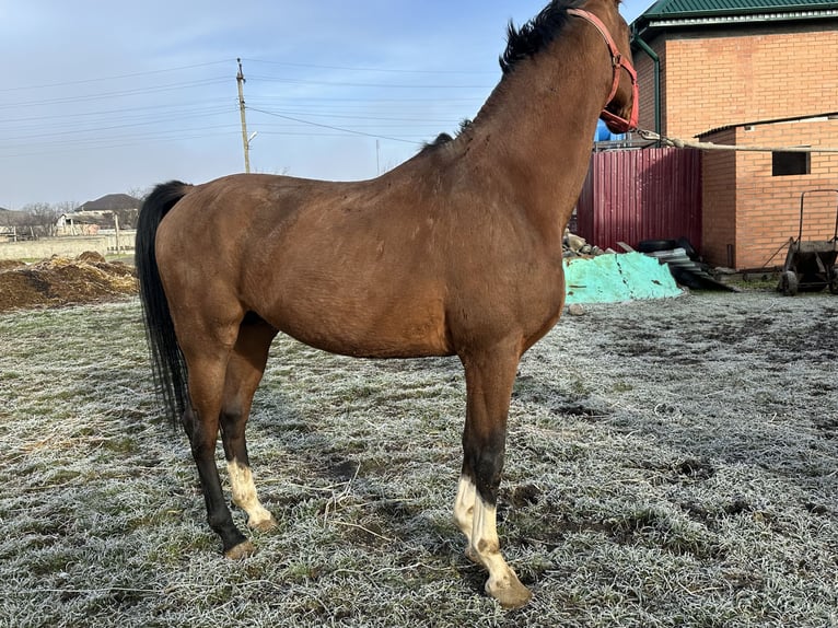 Purosangue arabo Stallone 6 Anni 152 cm Sauro scuro in Нестеровская