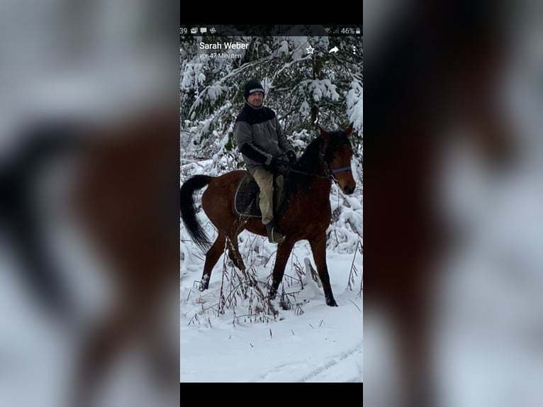 Purosangue arabo Stallone 6 Anni 155 cm Morello in Lautertal