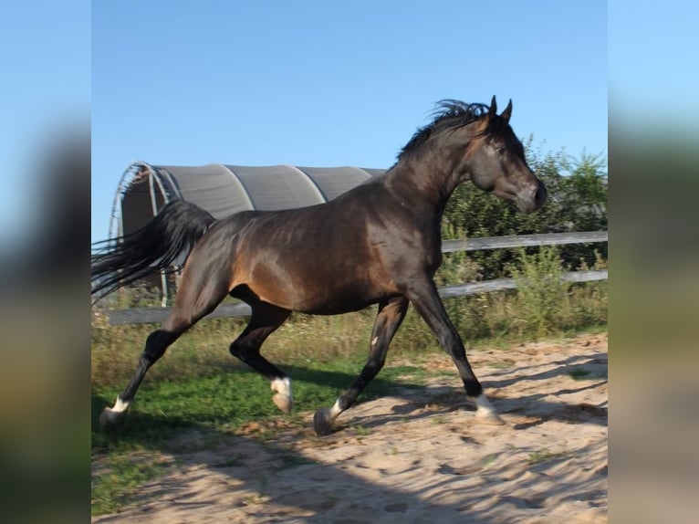 Purosangue arabo Stallone 6 Anni 156 cm Baio nero in Hochborn