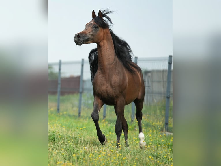 Purosangue arabo Stallone 6 Anni 161 cm Baio ciliegia in Wola Rzędzińska
