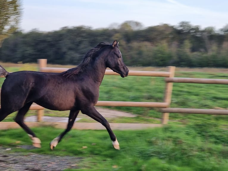 Purosangue arabo Stallone 6 Anni Morello in COURS LES BARRES