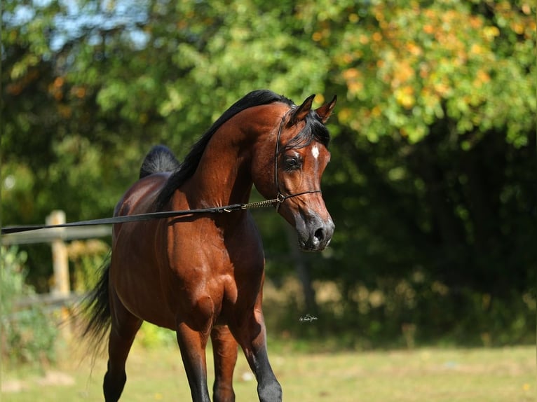 Purosangue arabo Stallone 7 Anni 153 cm Baio in Lodz