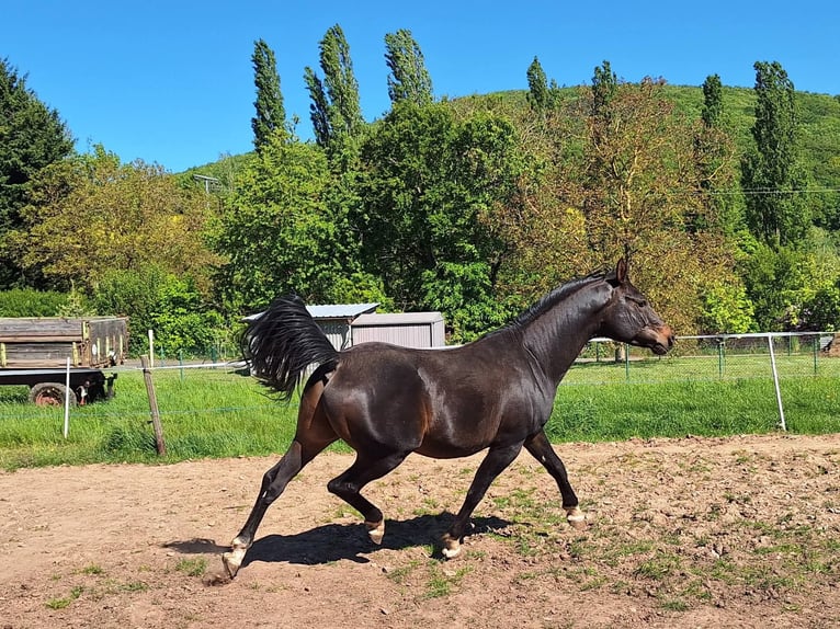 Purosangue arabo Stallone 7 Anni 155 cm Baio scuro in Aschbach