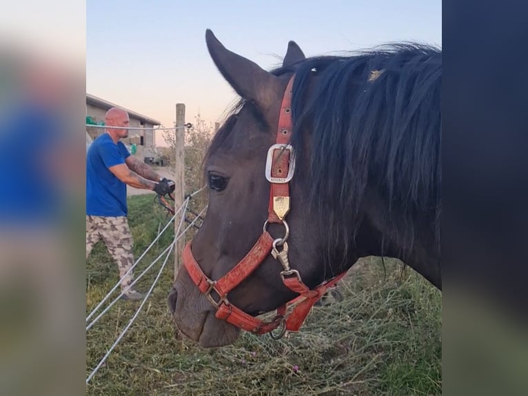 Purosangue arabo Stallone 7 Anni 155 cm Baio scuro in Aschbach