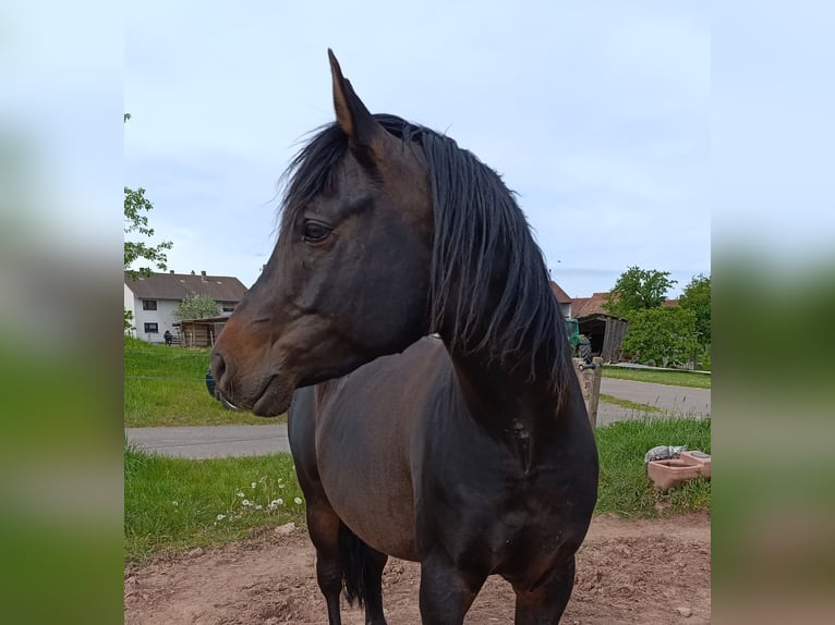Purosangue arabo Stallone 7 Anni 155 cm Baio scuro in Aschbach