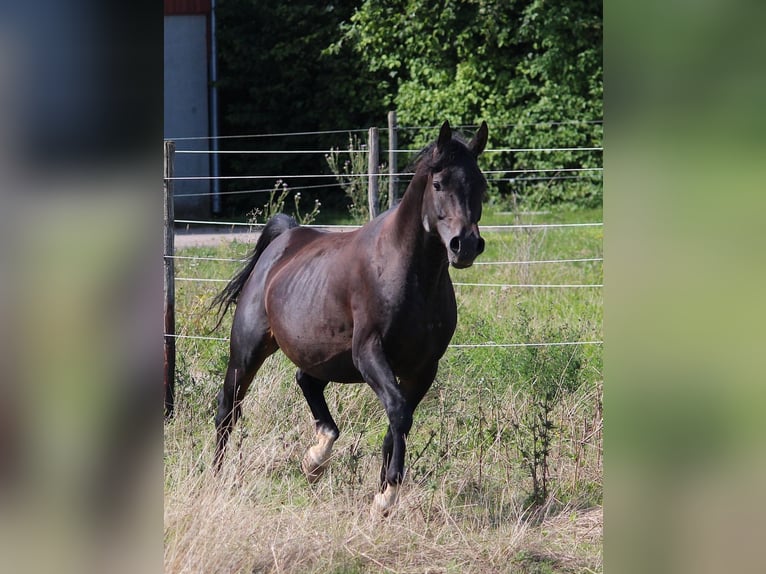 Purosangue arabo Stallone 7 Anni 156 cm Baio nero in Hochborn