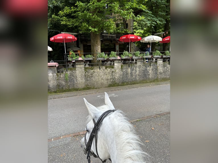 Purosangue arabo Stallone 7 Anni 156 cm Grigio trotinato in Gentilino