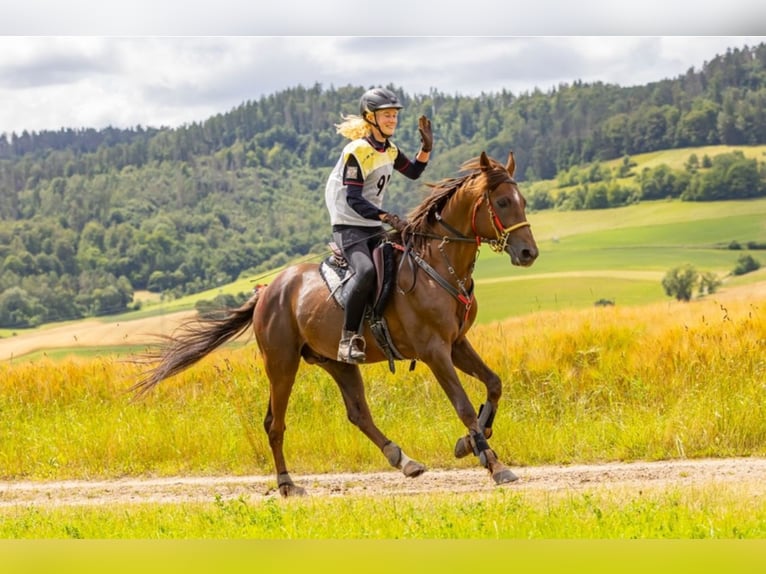 Purosangue arabo Stallone 7 Anni 157 cm Sauro scuro in Rotenburg an der Fulda