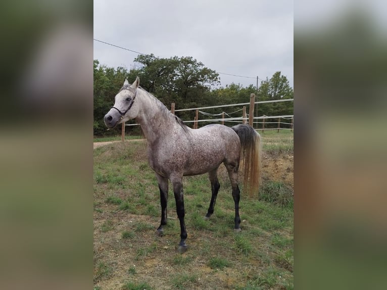 Purosangue arabo Stallone 7 Anni 160 cm Grigio trotinato in Magalas