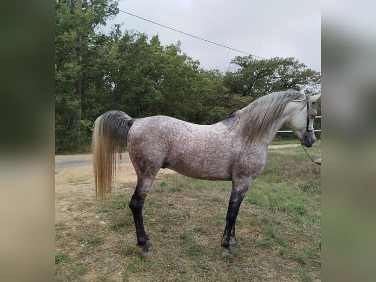 Purosangue arabo Stallone 7 Anni 160 cm Grigio trotinato in Magalas