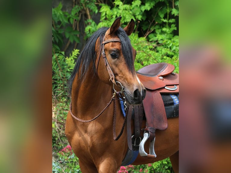 Purosangue arabo Stallone 7 Anni Baio in Wallsee