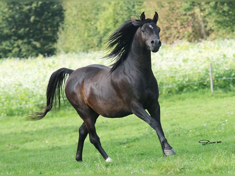 Purosangue arabo Stallone 8 Anni 152 cm Baio scuro in Ried im Traunkreis