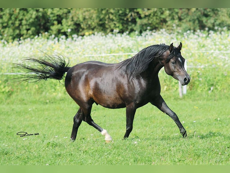 Purosangue arabo Stallone 8 Anni 152 cm Baio scuro in Ried im Traunkreis