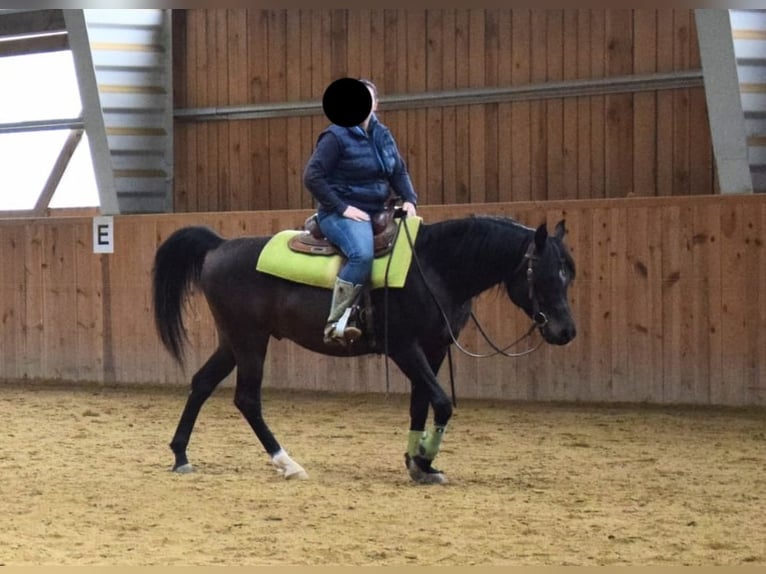 Purosangue arabo Stallone 8 Anni 152 cm Baio scuro in Ried im Traunkreis