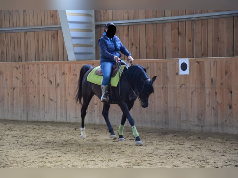 Purosangue arabo Stallone 8 Anni 152 cm Baio scuro in Ried im Traunkreis