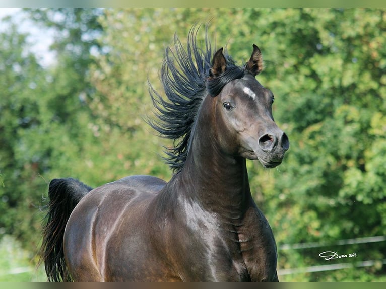 Purosangue arabo Stallone 8 Anni 152 cm Baio scuro in Ried im Traunkreis