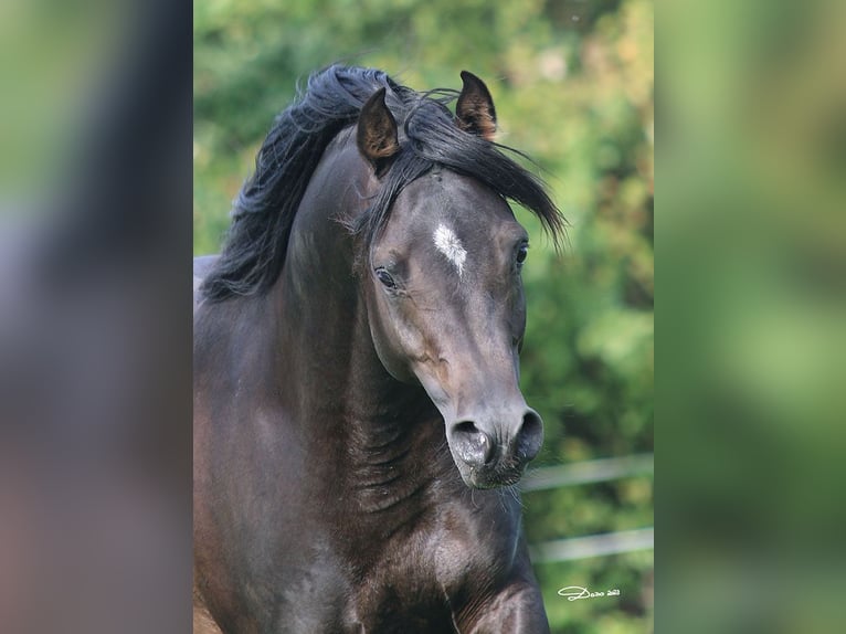 Purosangue arabo Stallone 8 Anni 152 cm Baio scuro in Ried im Traunkreis
