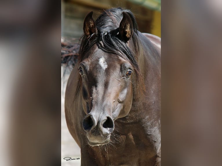 Purosangue arabo Stallone 8 Anni 152 cm Baio scuro in Ried im Traunkreis
