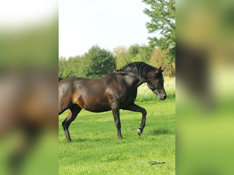Purosangue arabo Stallone 8 Anni 152 cm Baio scuro in Ried im Traunkreis