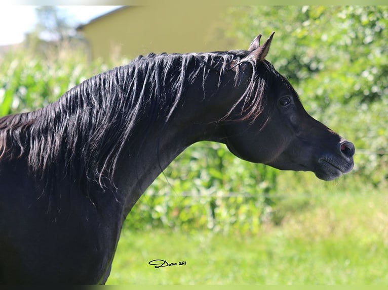 Purosangue arabo Stallone 8 Anni 152 cm Baio scuro in Ried im Traunkreis