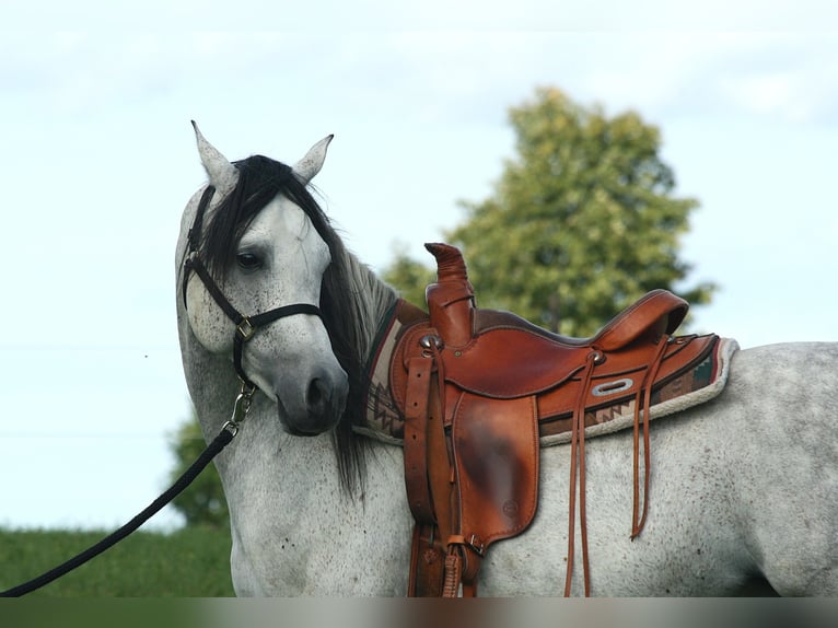 Purosangue arabo Stallone 8 Anni 153 cm Grigio trotinato in Weilheim an der Teck