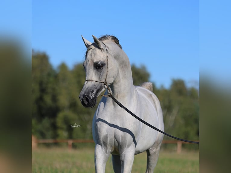 Purosangue arabo Stallone 8 Anni 154 cm Grigio in JEZOW