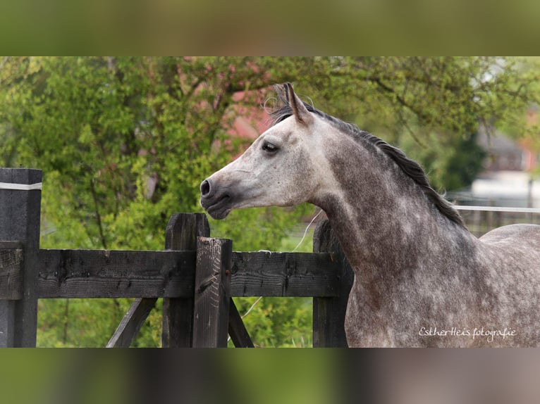 Purosangue arabo Stallone 8 Anni 156 cm Grigio in Zuidbroek