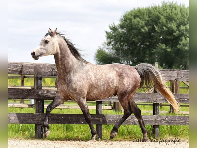 Purosangue arabo Stallone 8 Anni 156 cm Grigio in Zuidbroek