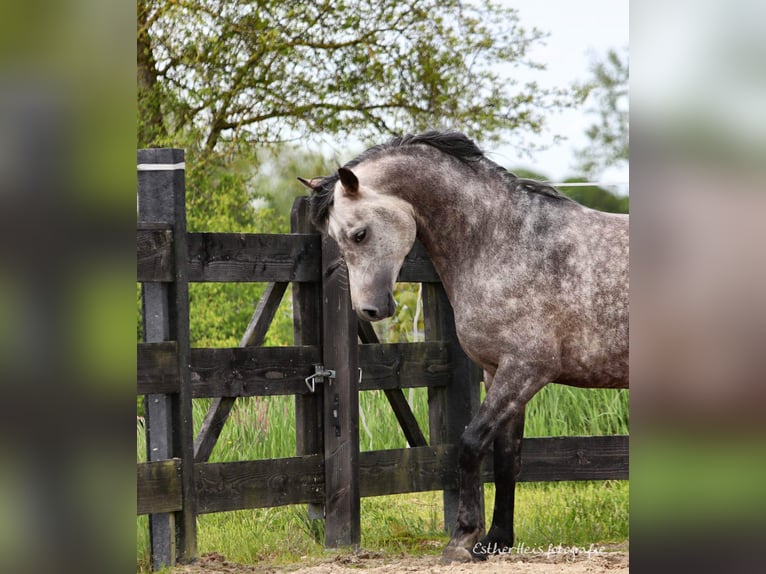 Purosangue arabo Stallone 8 Anni 156 cm Grigio in Zuidbroek
