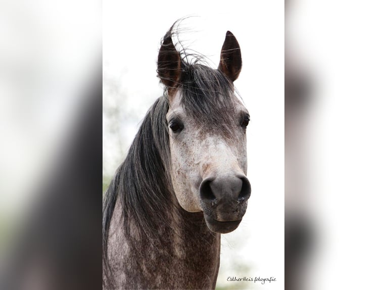 Purosangue arabo Stallone 8 Anni 156 cm Grigio in Zuidbroek
