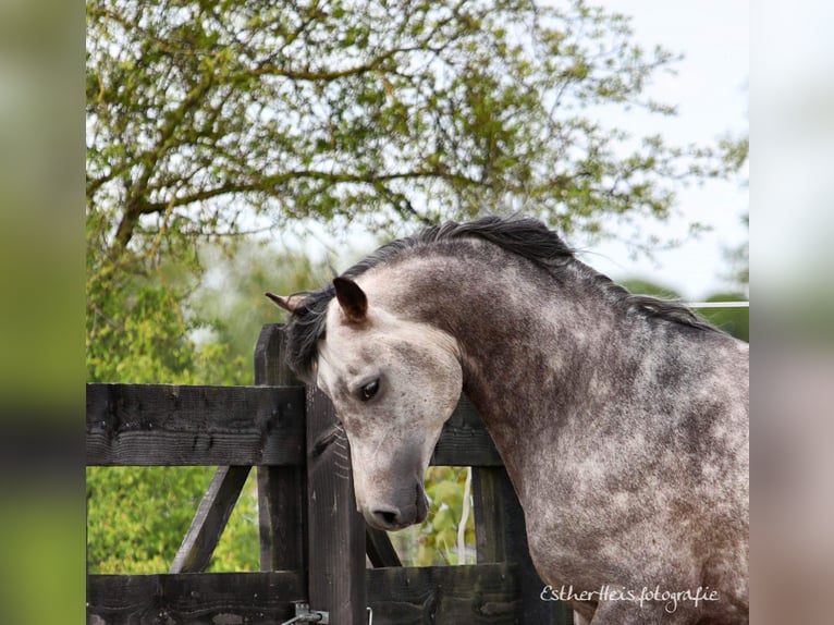 Purosangue arabo Stallone 8 Anni 156 cm Grigio in Zuidbroek