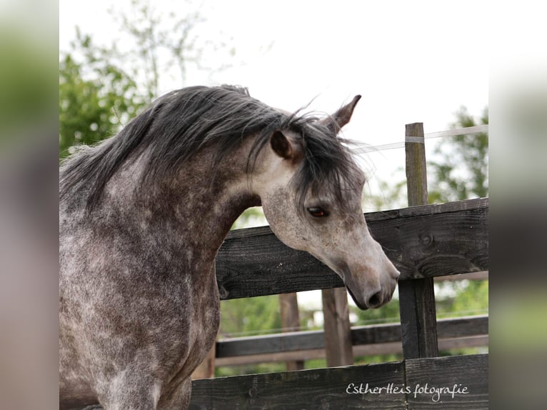 Purosangue arabo Stallone 8 Anni 156 cm Grigio in Zuidbroek