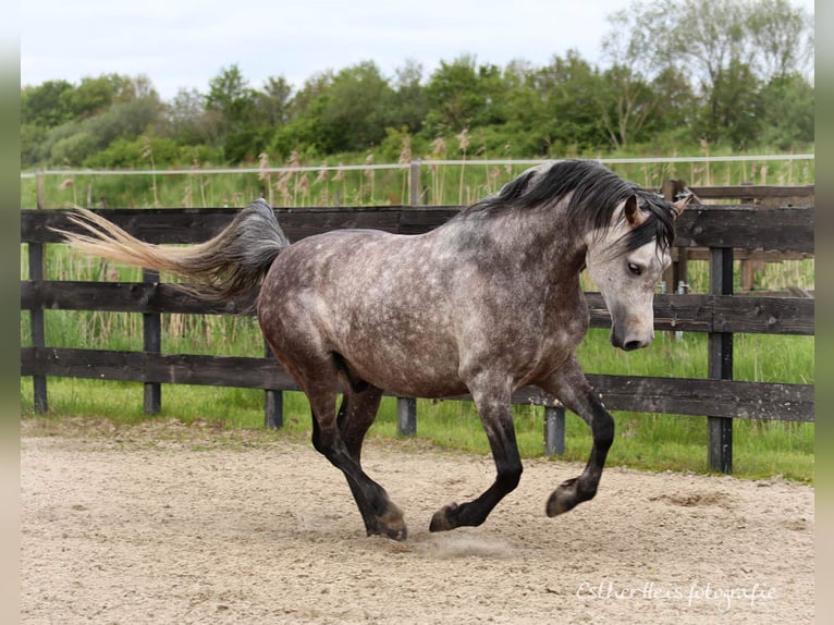 Purosangue arabo Stallone 8 Anni 156 cm Grigio in Zuidbroek