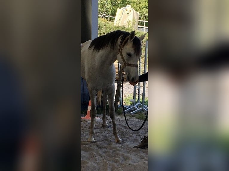 Purosangue arabo Stallone 9 Anni 152 cm Grigio in Bosdarros